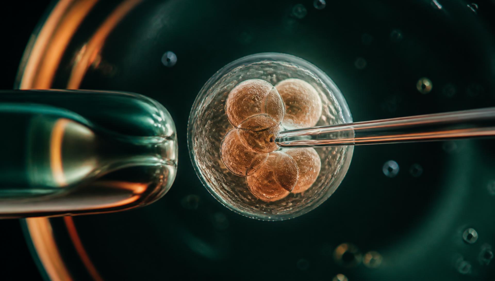 Microinyección de un embrión en el laboratorio de In Vitro CFHM